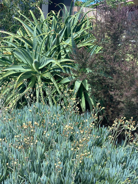 Medicinal Australian natives with Dr Alice Rudd